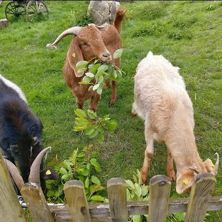 Orangerie Gehaichnishof 7born Maring-Noviand