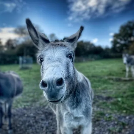 Orangerie Gehaichnishof 7born Oda ve Kahvaltı *