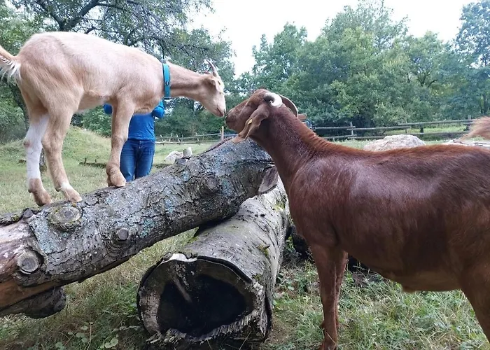 לינה וארוחת בוקר Orangerie Gehaichnishof 7born *