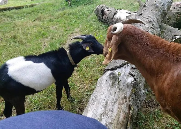 Orangerie Gehaichnishof 7born Maring-Noviand