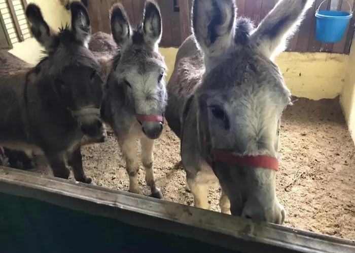 Orangerie Gehaichnishof 7born לינה וארוחת בוקר