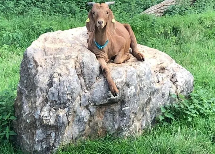 לינה וארוחת בוקר Orangerie Gehaichnishof 7born