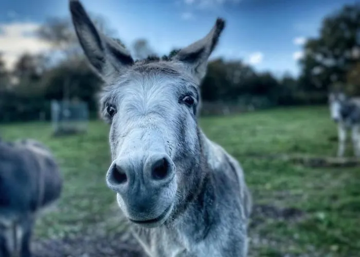 Orangerie Gehaichnishof 7born לינה וארוחת בוקר *