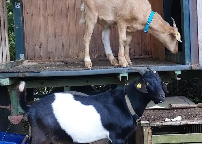 Orangerie Gehaichnishof 7born לינה וארוחת בוקר