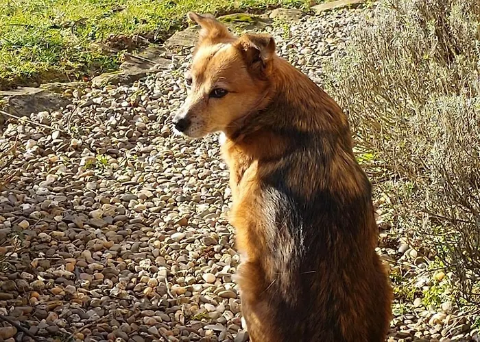 לינה וארוחת בוקר Orangerie Gehaichnishof 7born *